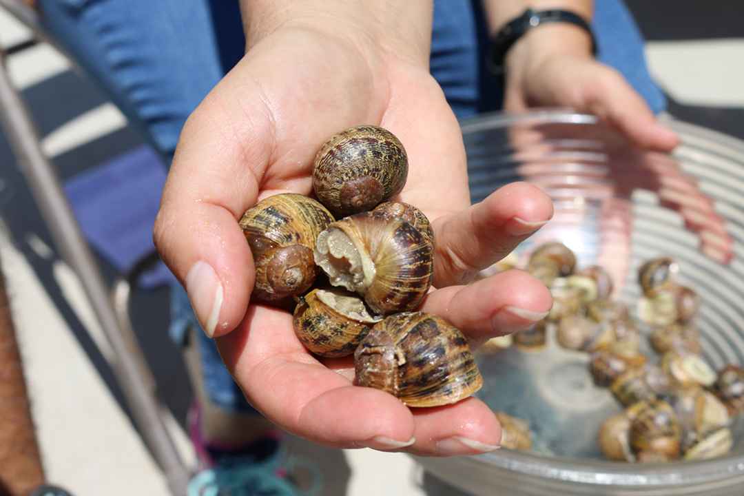 Recognition from Escargot World